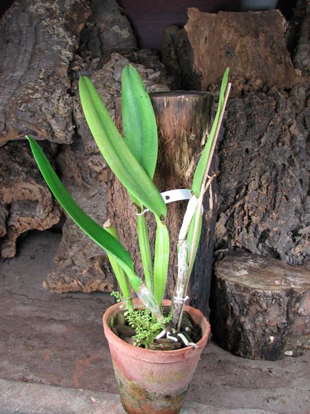 Cattleya labiata tipo 'Eduardo'.jpg
