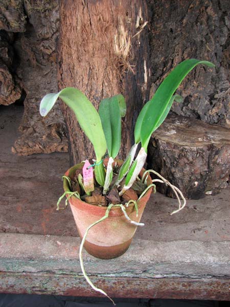 Cattleya labiata var tipo 'CH #6' x 'CH #1'.jpg