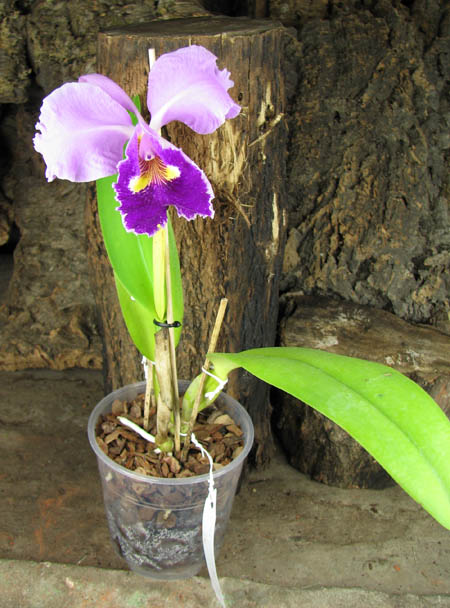 Cattleya warscewiczii tipo 'Hector' x SELF.jpg