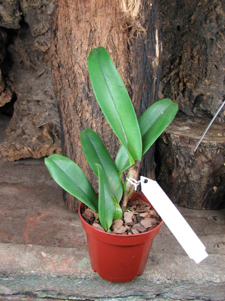 Potinara Chief Emperor 'Sunset'.jpg