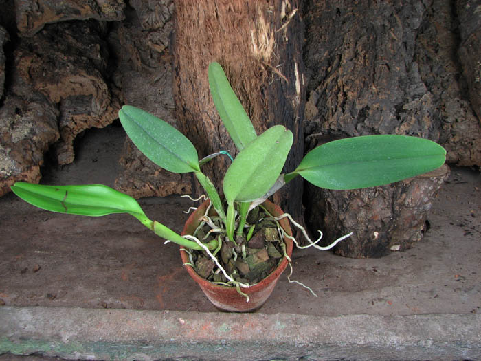 Cattleya labiata 'Yellow Eyes' x Cattleya labiata tipo escura (Z-68).jpg