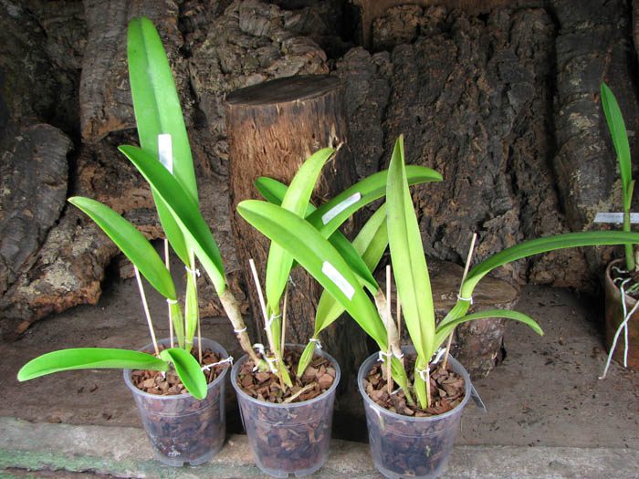 Cattleya warscewiczii tipo 'Hector' x SELF.jpg