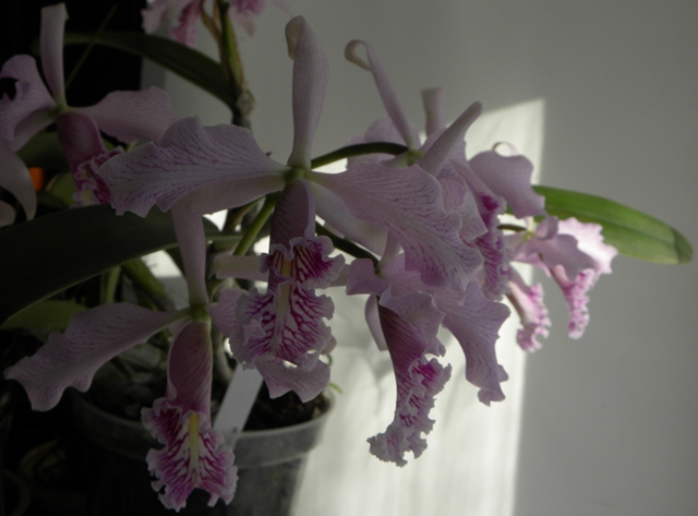 Cattleya maxima