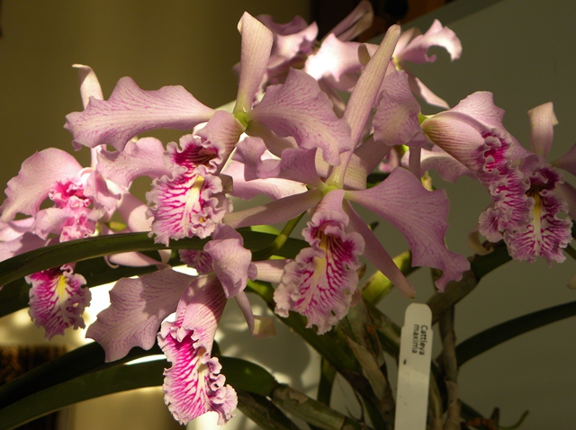 Cattleya maxima