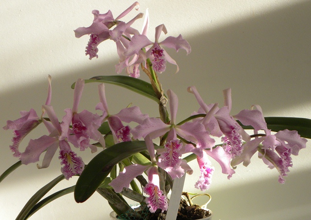 Cattleya maxima