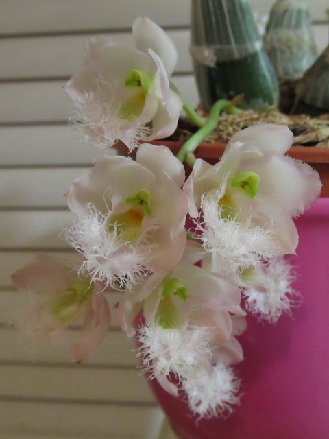 IMG_2269 - копия.jpg