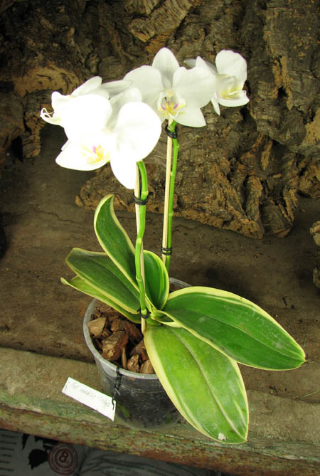 Phalaenopsis Amabilis 'ORCHIS'.jpg