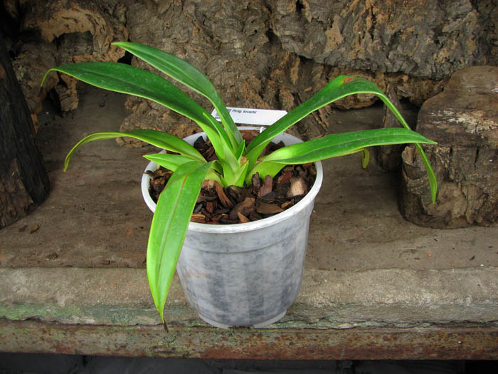 Phragmipedium kovachii.jpg