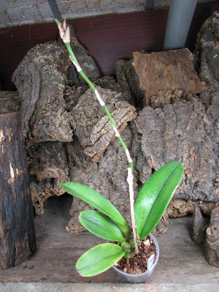 Psychopsis Kalihii 'Big'.jpg