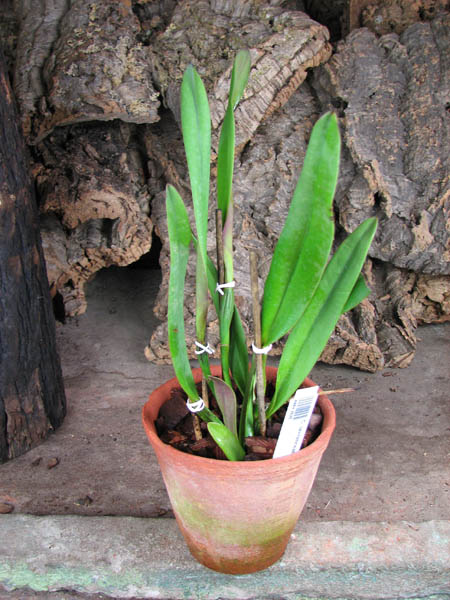 Cattleya lawrenceana.jpg