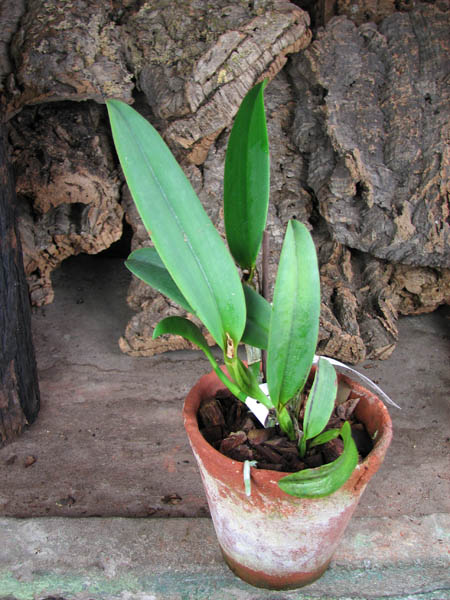 Cattleya lawrenciana (tipo x rubra).JPG