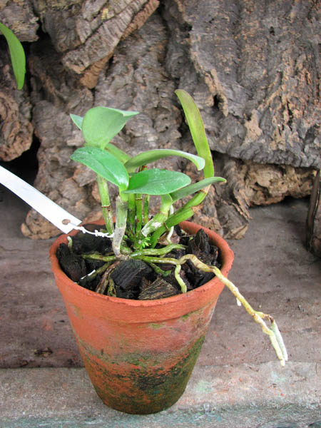 Cattleya leopoldii.jpg