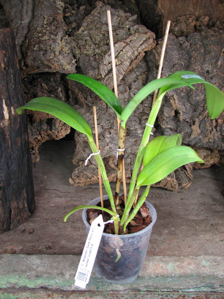 Cattleya leopoldii 'Dark Show' x Cattleya aurea 'Urabá-A'.jpg