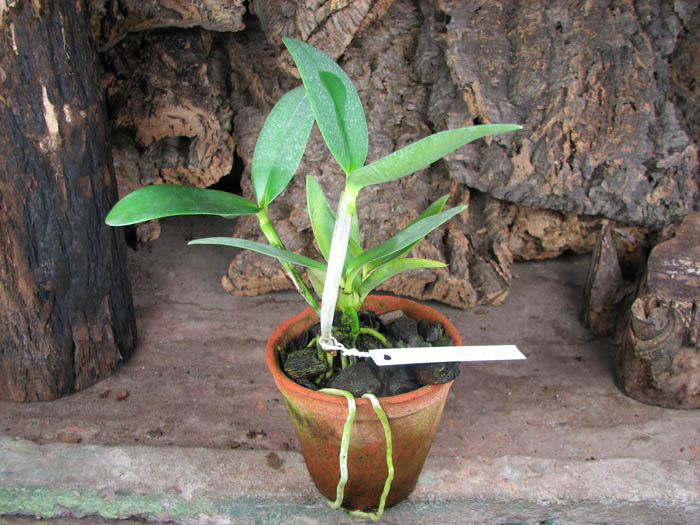 Cattleya leopoldii alba.jpg