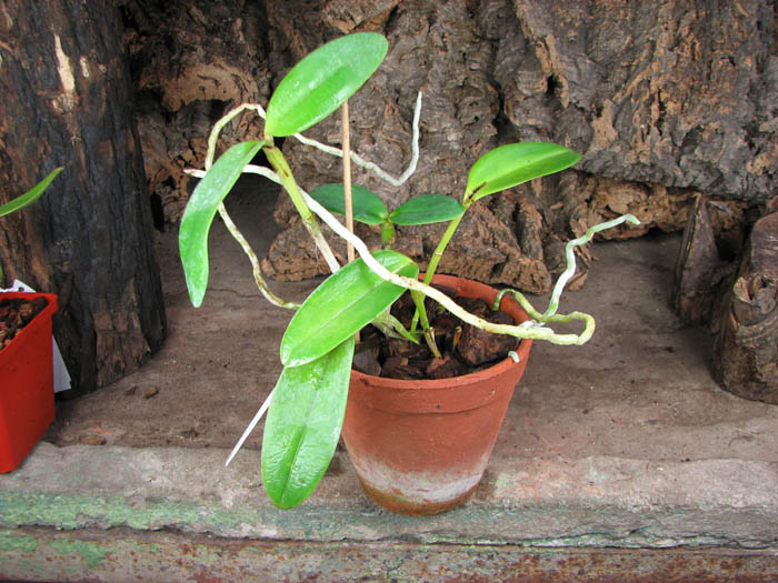 Cattleya leopoldii escura 'Brilhosa' x Cattleya leopoldii vinho 'Fininha'.jpg