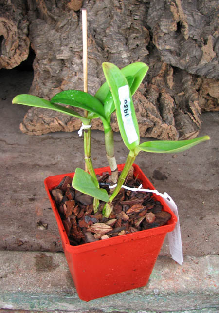 Cattleya leopoldii trilabelo 'Monte Verde' x SELF.jpg