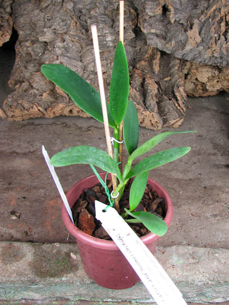 Cattleya Little Seagull.jpg