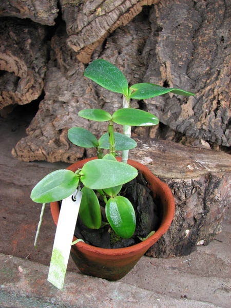 Cattleya loddigesii alba 'Rina Graciano Brizola' x Cattleya loddigesii alba 'HI'.JPG