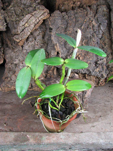 Cattleya loddigesii punctata 'AWZ' x Cattleya loddigesii 'AWZ' No 6.jpg
