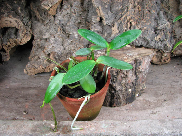 Cattleya loddigesii punctata 'AWZ' x Cattleya loddigesii punctata 'Marreco'.jpg