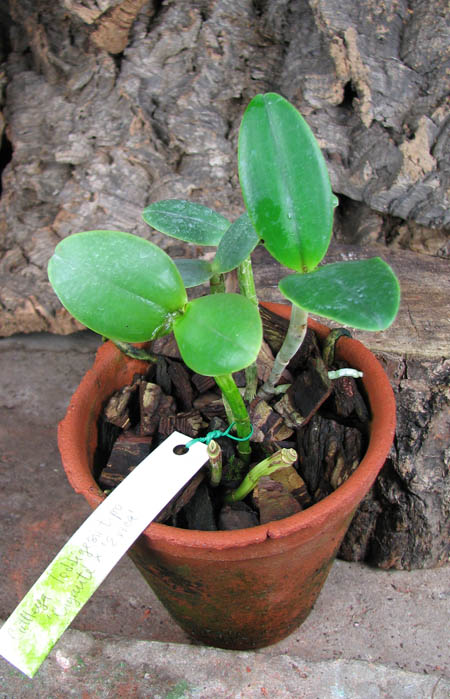 Cattleya loddigesii tipo 'Gigante' x Cattleya loddigesii 'Erica'.jpg