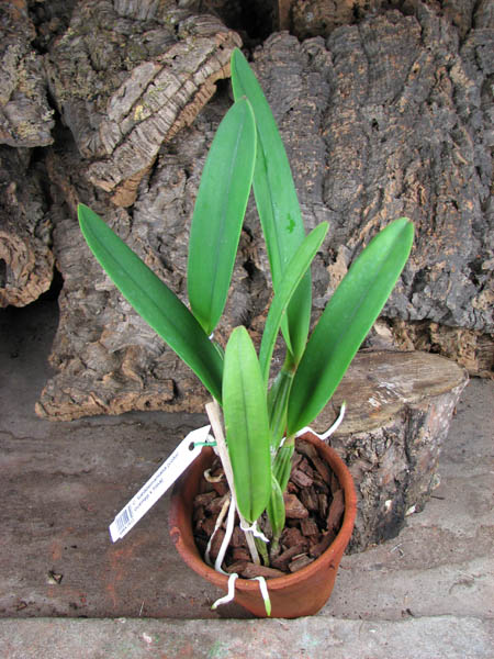 Cattleya lueddemaniana (color overlap x Irina).jpg