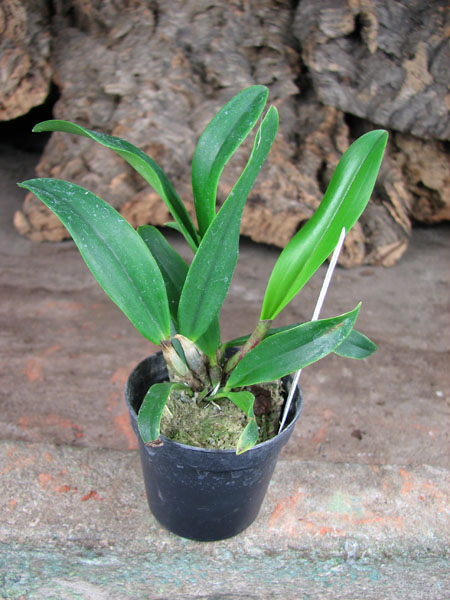 Cattleya aclandiae x Sophronitis coccinea.jpg