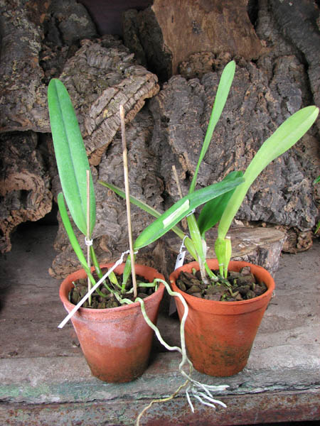 Laelia tenebrosa vinicolor x Laelia tenebrosa 'Richard'.jpg
