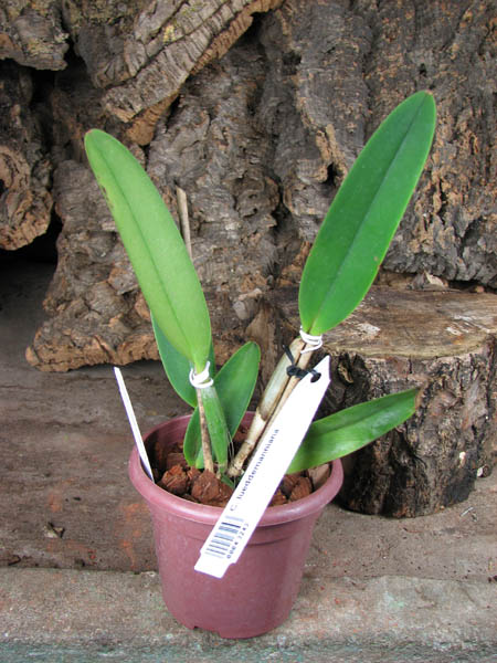 Cattleya lueddemanniana.jpg