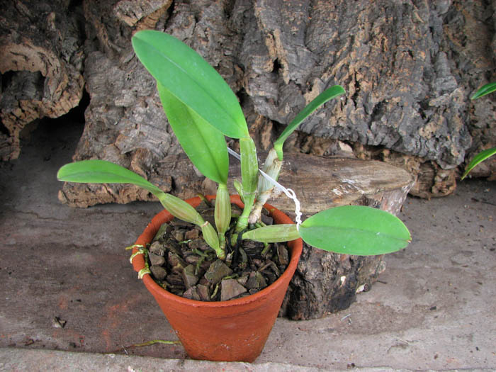 Cattleya lueddemanniana 'Negrita' x Cattleya lueddemanniana 'Dark'.jpg