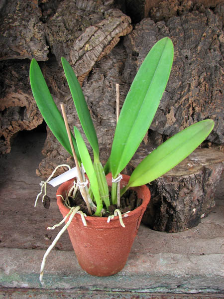 Cattleya lueddemanniana (coerulea 'Mariauxi' x tipo) x lueddemanniana coerulea 'Tania'.jpg
