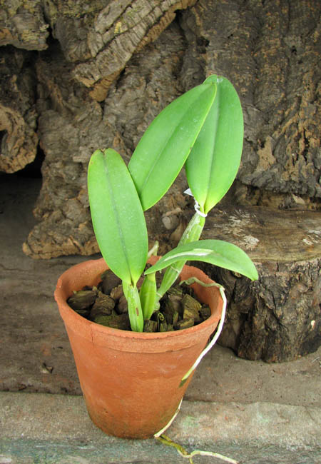 Cattleya lueddemanniana (Morena x OK-2) 'N 1' x lueddemanniana dark lip splash.jpg