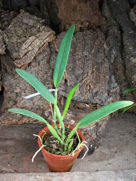 Cattleya lueddemanniana alba 'OMG' x Cattleya lueddemanniana coerulea 'Siquesique'.jpg