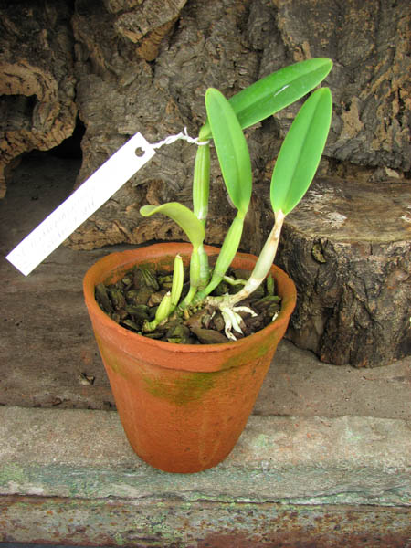 Cattleya lueddemanniana alba 'Candia' x SELF.jpg