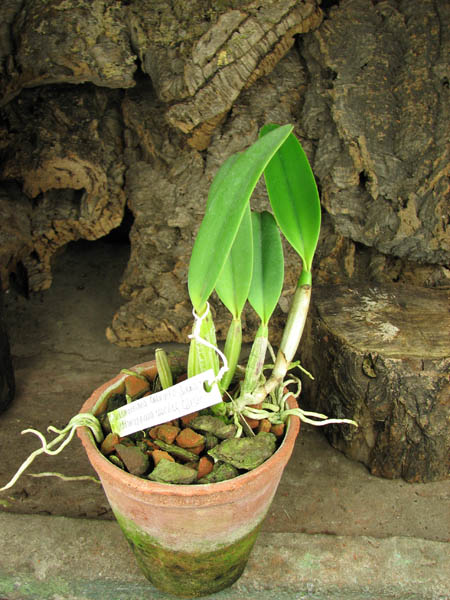 Cattleya lueddemanniana coerulea 'Lena' x Cattleya lueddemanniana coerulea 'Celeste'.jpg