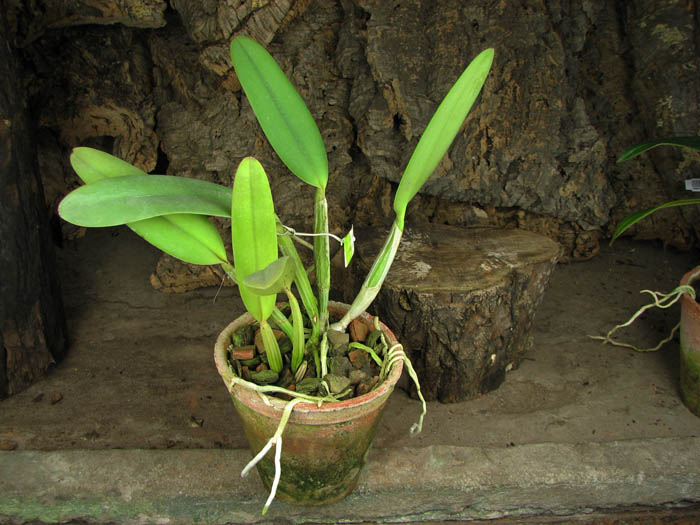 Cattleya lueddemanniana coerulea 'Monte Verde' x Cattleya lueddemanniana coerulea 'Mar azul'.jpg
