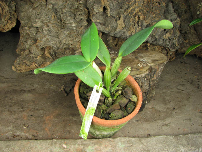Cattleya lueddemanniana coerulea 'Pedra Azul' XXX x Cattleya lueddemanniana coerulea 'Caribe'.jpg