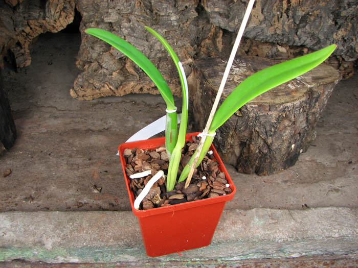 Cattleya lueddemanniana coerulea splash 'Bela' x SELF.jpg