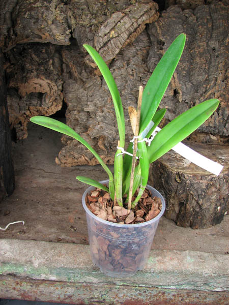 Cattleya lueddemanniana concolor (clara) x self.jpg