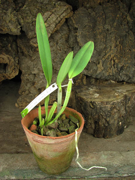 Cattleya lueddemanniana escura 'Roja' x Cattleya lueddemanniana escura 'Red'.jpg