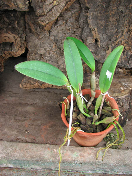 Cattleya lueddemanniana escura x Cattleya lueddemanniana 'America'.jpg