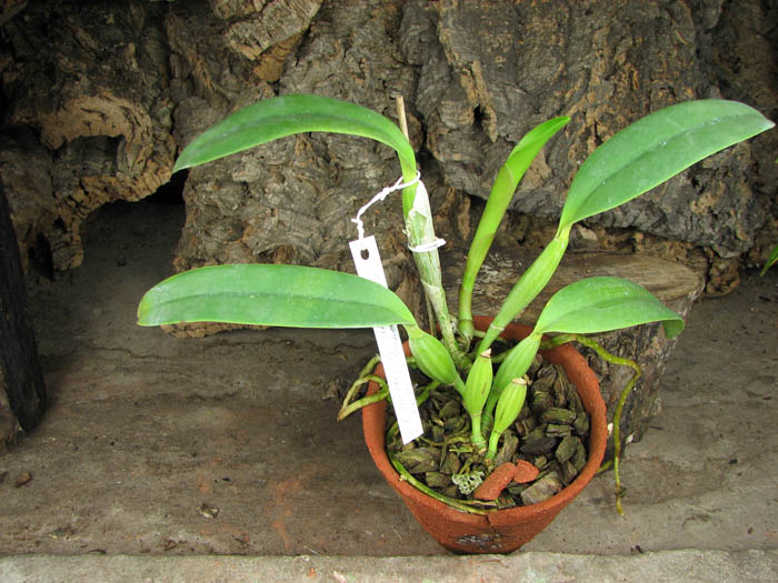 Cattleya lueddemanniana escura x Cattleya lueddemanniana 'Labelo Dourado'.jpg