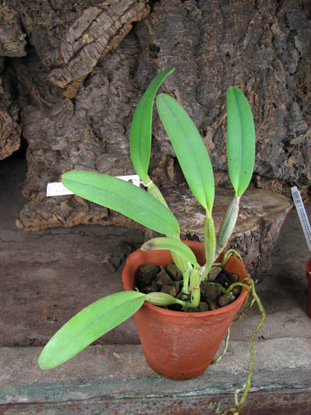 Cattleya lueddemanniana rubra x lueddemanniana escura.jpg