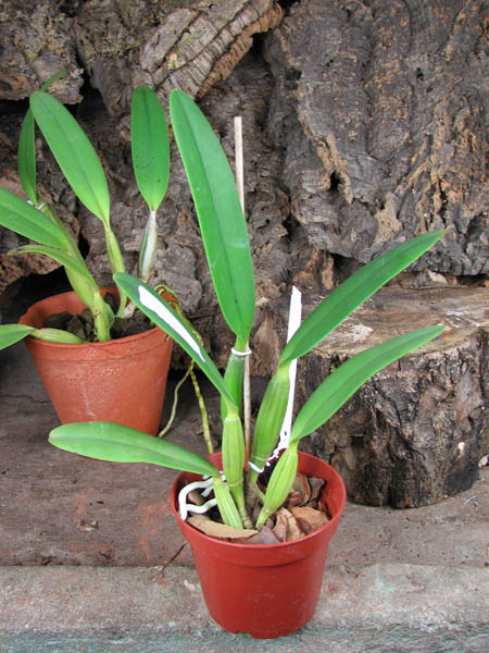 Cattleya lueddemanniana tipo 'Pinky' x Cattleya lueddemanniana rubra 'Gesia'.jpg