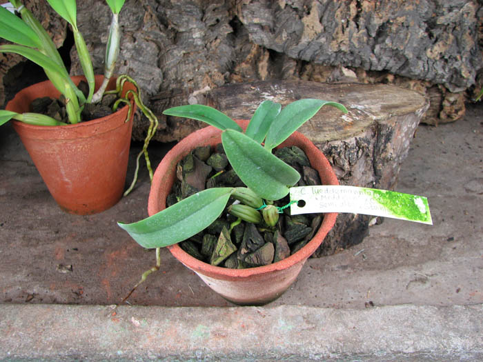 Cattleya lueddemanniana semi alba 'Meddelin' x Cattleya lueddemanniana semi alba 'Stanley'.jpg