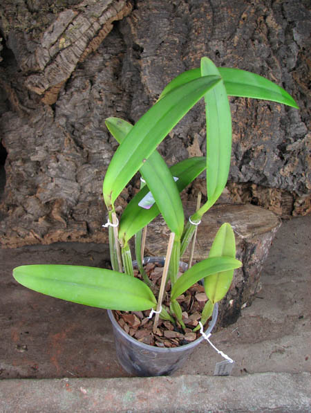 Cattleya lueddemanniana tipo 'Royal Flash' x Cattleya lueddemanniana tipo 'Drago'.jpg