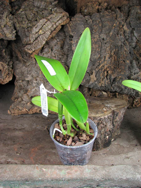 Cattleya lueddemanniana coerulea (Ssique x Murillo) x Cattleya lueddemanniana coerulea (Mariauxi x Amparo).jpg