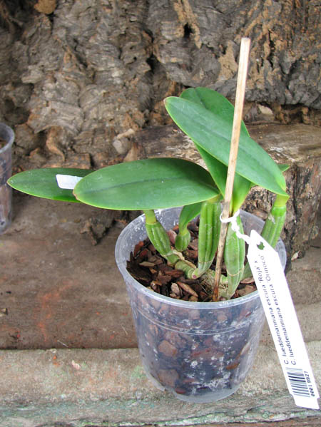 Cattleya lueddemanniana escura 'Roja' x Cattleya lueddemanniana escura 'Orinoco'.jpg