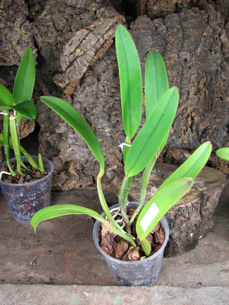 Cattleya lueddemanniana rubra 'Dark Giant' x Cattleya lueddemanniana escura 'Fennel IX'.jpg