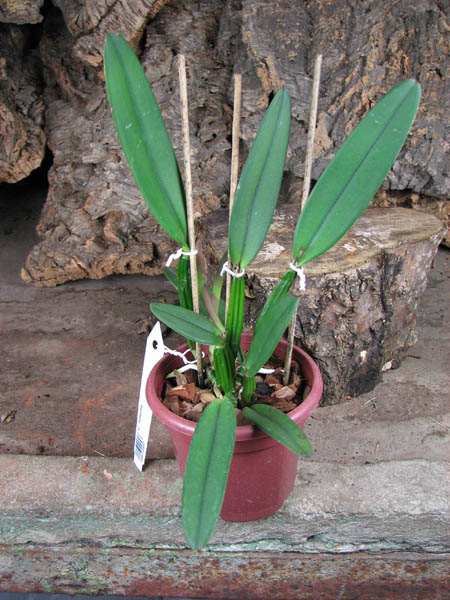 Cattleya luteola.jpg